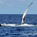 whale_humpback_h_00645_dom2709.jpg